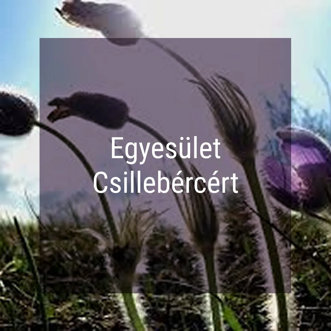 civil szervezet egyesület honlapja